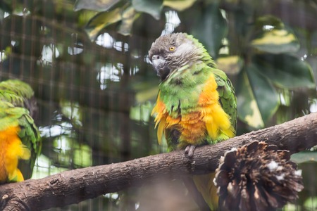 Bird, wildlife and zoo concept - Beautiful parrot on tree branch.の写真素材