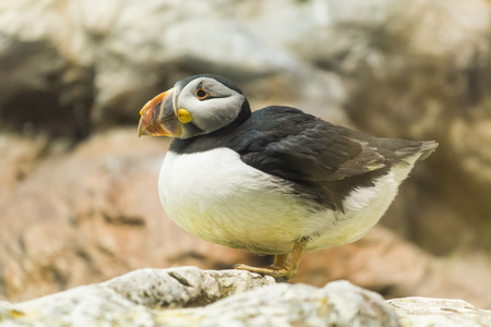 Bird, wildlife and zoo concept - Atlantic Puffin or common puffinの写真素材