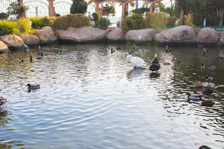 Ducks swim in a pond background. Domestic village ducksの写真素材
