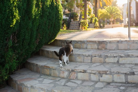 Pet, spring and animals concept - Cute cat walking along path outdoor lit by beams of sun.の写真素材