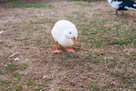 Domestic village ducks on green grass outdoorsの写真素材