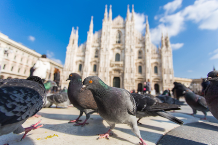 Travel, vacations, Italy and birds concept - Pigeons waiting for feed at street on Piazza del Duomo, Milanの写真素材