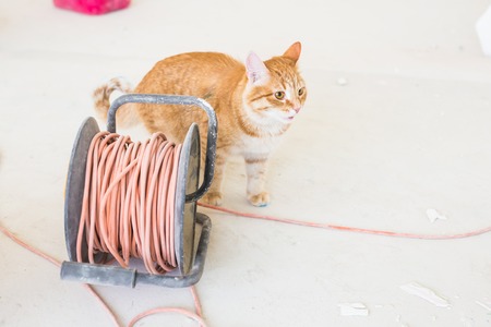 Renovation, repair and pet concept - Funny ginger cat sitting on the floor during redecoration