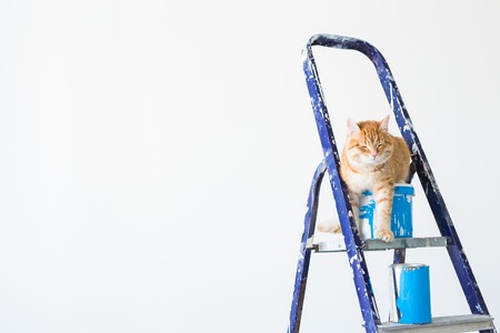 Repair, painting the walls, the cat sits on the stepladder. Funny picture with copy spaceの写真素材