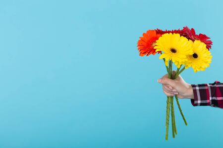 Female hand in a plaid shirt holding a bouquet of yellow red and orange Gerbers on a blue background. Gift concept and greetings. Advertising space.の写真素材