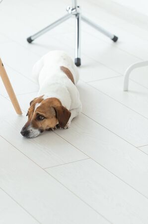 pet, dog concept - Sad Jack Russel dog lying under the chair