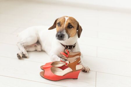 Little cute dog Jack Russell Terrier plaintively lies next to his mistresss red shoes. The concept...