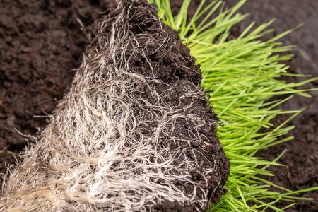 Close-up of intertwined rhizome in a ground of green grass vitgrass. Concept of fertilizer and healthy food supplements for people and animals.の写真素材