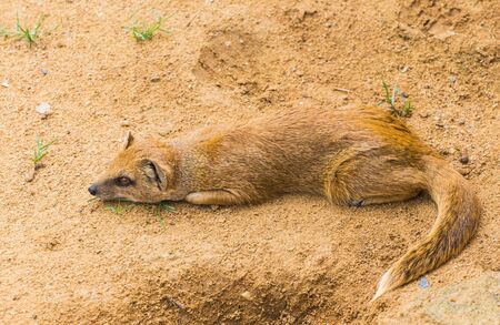 Tired pretty small yellow mongoose lies on sandy clay soil and rests. Concept of bored animals at the zoo. Life in captivityの写真素材
