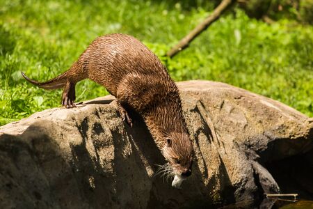 Nimble wet otter caught the mouse and carries it in the mouth down the stone to the water. Concept of predatory animals and life in nature. Animal protection conceptの写真素材