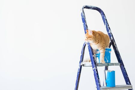 Repair, painting the walls, the cat sits on the stepladder. Funny picture with copy space