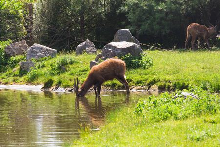 A young male deer buck drinks from a lake.の写真素材