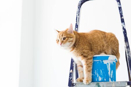 Repair, painting the walls, the cat sits on the stepladder. Funny pictureの写真素材