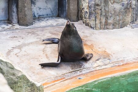 Cute fur seal rests at the zoo in a sunny warm day. Concept of animal life in a zoo and in captivity.の写真素材