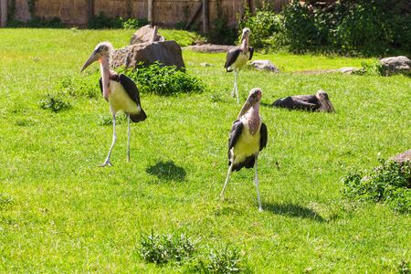 African birds. Stork Marabou in the summertimeの写真素材