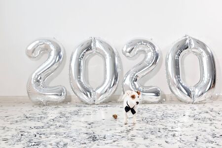 Jack russell terrier dog with balloons in the form of numbers 2020. New year celebration. Silver Air...
