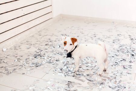 Little Jack Russel is having a colorful birthdayの写真素材