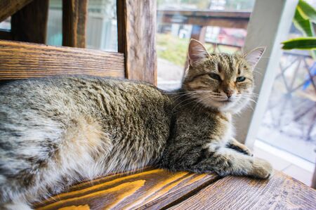 Cute cat lying on a wooden table. Pets and mammal.