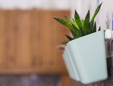 Succulents in green pots. Scandinavian room interior decoration. Close-up.の写真素材