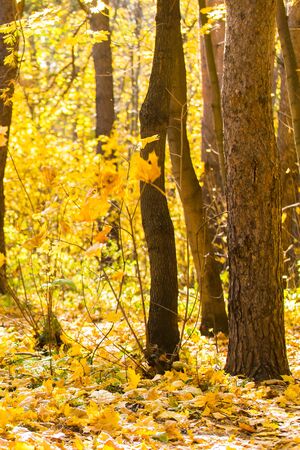 Collection of beautiful colorful autumn leaves. Nature and season.の写真素材