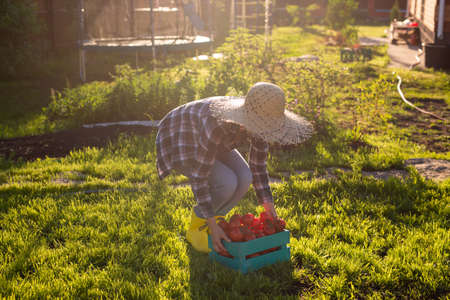 Hardworking young woman gardener in straw hat picks up her harvest box of tomatoes on sunny summer...