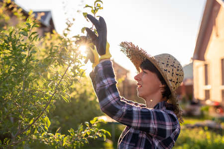 Side view of focused young caucasian woman gardener cuts unnecessary branches and leaves from tree with pruning shears while processing an apple tree in the garden. Organic gardening conceptの写真素材