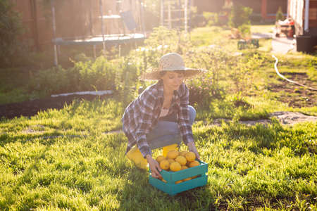 Pretty young woman gardener in hat picks lemons in a basket in her vegetable garden on a sunny summer day. Gardening and farming conceptの写真素材