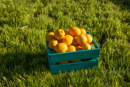 Lemones lie in blue wooden box on green grass backlit by sunlight. Concept of harvesting your own vegetable gardenの写真素材