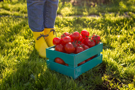 Red tomatoes lie in blue wooden box on green grass backlit by sunlight. Concept of harvesting your...