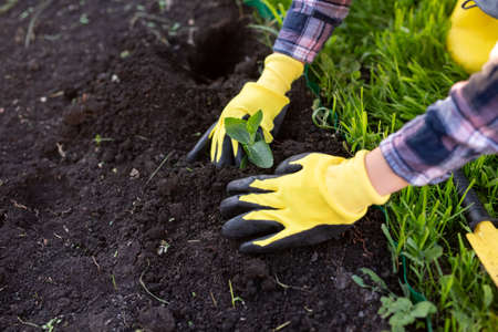 Hand of woman gardener in gloves holds seedling of small apple tree in her hands preparing to plant it in the ground. Tree planting conceptの写真素材