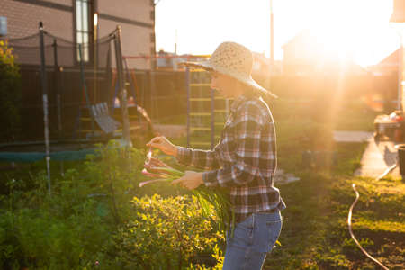 Joyful woman gardener holds bunch of green onions on sunny warm spring day. Plant care and harvest concept and hobbyの写真素材