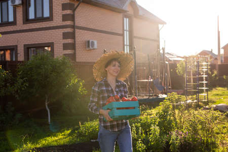 Hardworking young woman gardener in straw hat picks up her harvest box of tomatoes on sunny summer day. Concept of organic farming and vegetable growingの写真素材