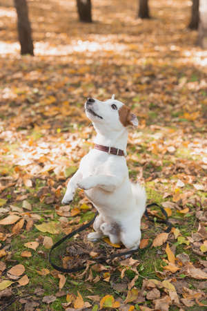 Funny jack russell terrier dog stands on its hind legs in autumn leaves. Pet training concept