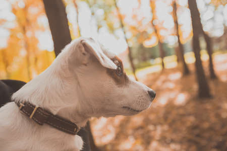 Funny jack russell terrier dog portrait in autumn nature. Pet and purebred animals conceptの写真素材