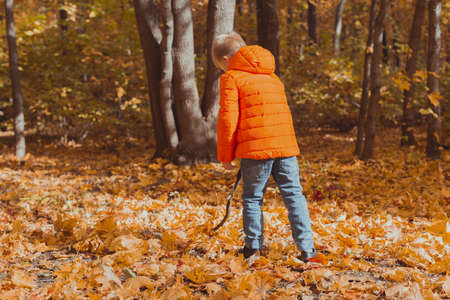 Little boy play with stick and fallen leaves in forest on autumn day. Fall season, childhood and outdoor games concept.の写真素材