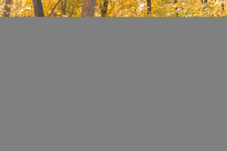 Walking woman on a fall day in the beautiful autumn park. Season and loneliness concept