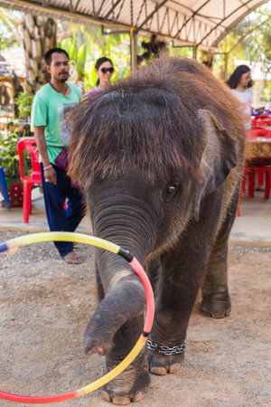 Samui, THAILAND - MAY 10 : Asian elephants in elephant village perform their show on may, 2016 in Samui, Thailand.のeditorial素材
