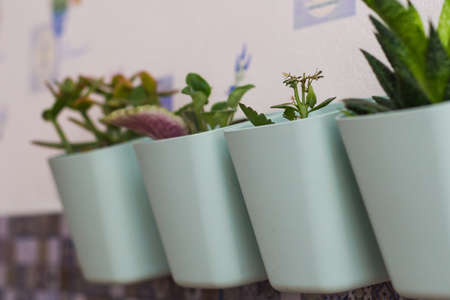 Succulents in green pots. Scandinavian room interior decoration. Close-up.の写真素材