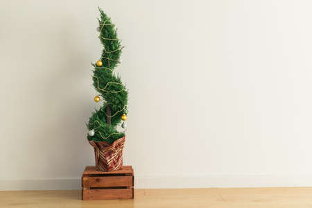 Indoor cypress or thuja in pot is decorating balls like Christmas tree. Alternative trees for...