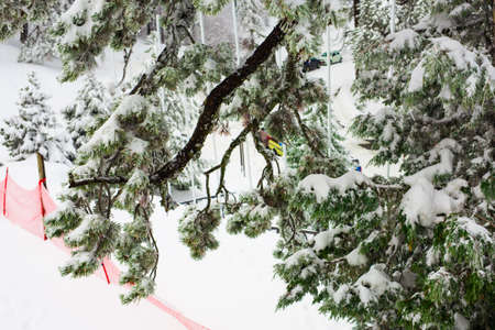 Winter forest with snow on treesの写真素材
