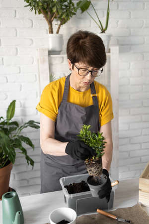 Middle aged woman gardener transplanting plant in ceramic pots on the white wooden table. Concept of...