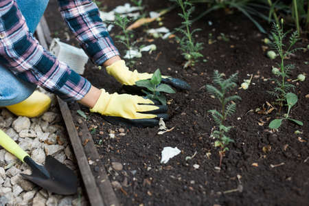 Woman in her garden water with watering can of plants. Concept of gardening and spring and bio.の写真素材
