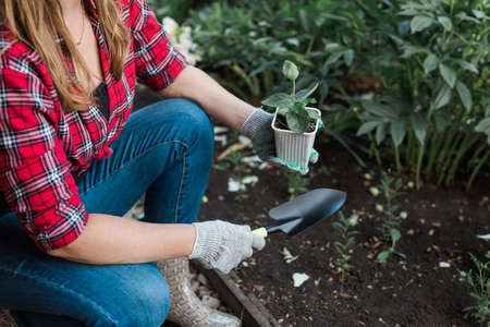 Woman in her garden water with watering can of plants. Concept of gardening and spring and bio.の写真素材