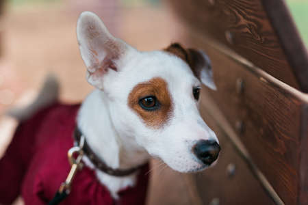 Adorable Jack Russell Terrier outdoors. Portrait of a little dog.の写真素材