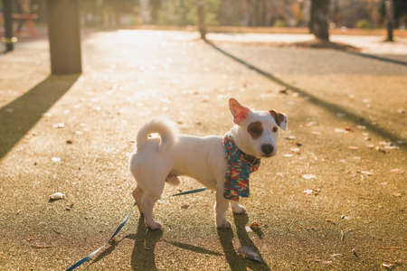 Adorable Jack Russell Terrier outdoors. Portrait of a little dog.
