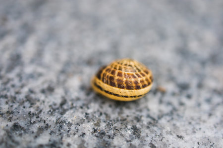 Snail isolated on gray background. Snail in a shell close-upの写真素材