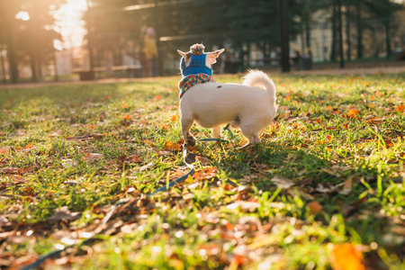 Adorable Jack Russell Terrier outdoors autumn or winter. Portrait of a little dog.の写真素材