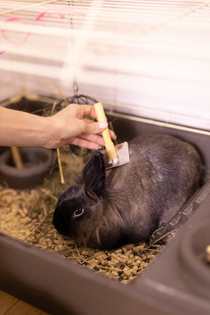 Black little rabbit is shedding. Girl combs his fur with special comb. Care of pets conceptの写真素材