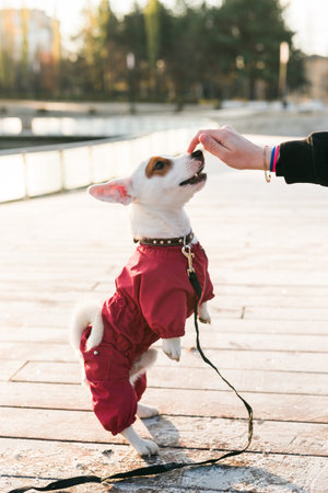 Woman training puppy jack russell terrier in autumn or winter park giving treats to dog standing on hind legs side view. Obedience training for dogs conceptの写真素材