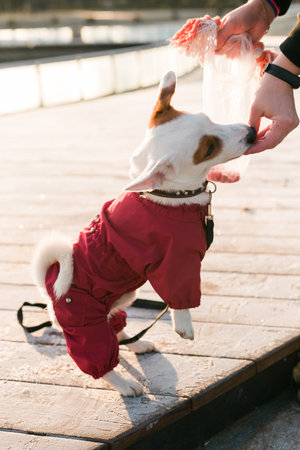 Woman training her little dog jack russell terrier in suit breed outdoors in winter park cold day - pet or dog accessories and owner conceptの写真素材